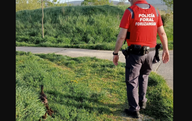 Patos Paran Tráfico en Pamplona