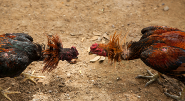 GALLOS DE PELEA VALENCIA