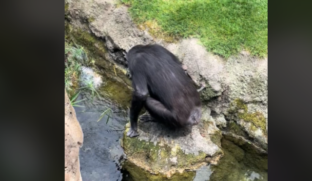 Bioparc Valencia Chimpancé TikTok