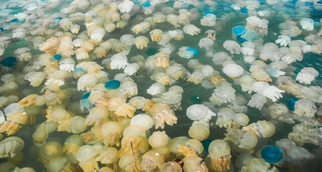 Plaga de medusas en Málaga