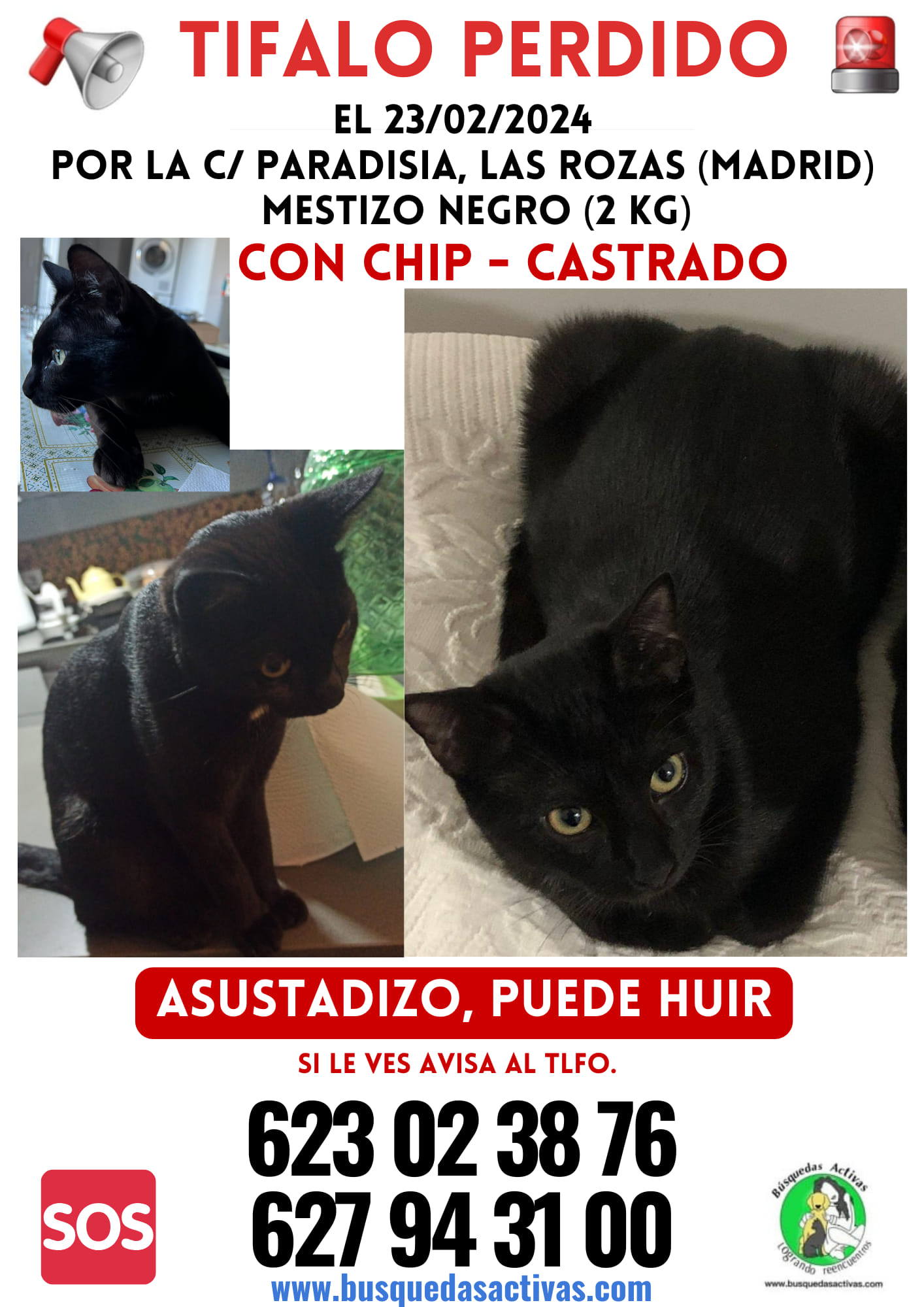 tifalo gato negro perdido en Las Rozas