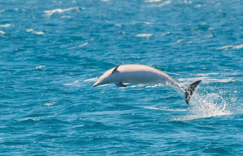 delfines en Torrevieja