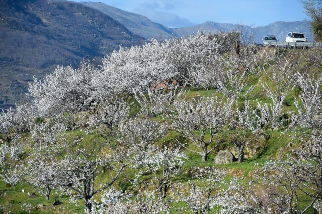 Varios árboles de cerezo durante su floración en una de las sierras del Valle del Jerte durante la puerta de sol en Valdastillas, Cáceres, Extremadura. (Gustavo Valiente / Europa Press)