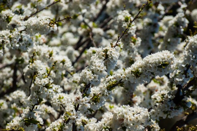 Imagen de los cerezos en flor. (Europa Press)
