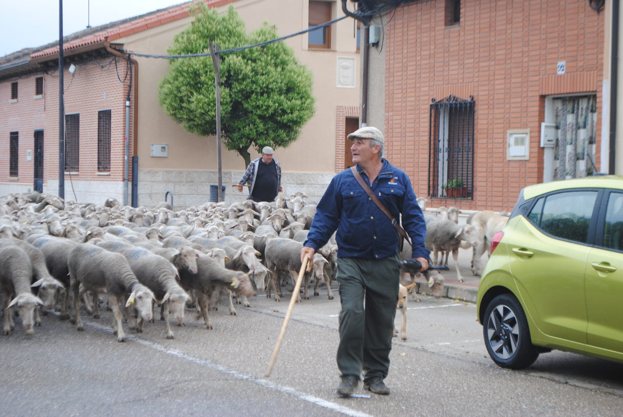 VÍDEO | “No queda otra”: La emotiva historia del pastor cacereño que viaja  a León con sus 1.500 ovejas | Noticias de Cáceres Hoy