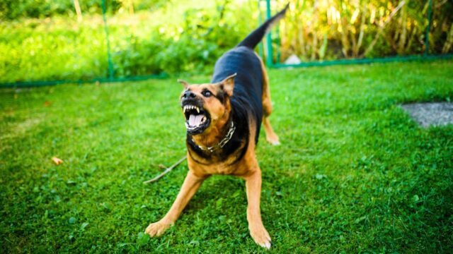 perro ataca a una mujer en Mazarrón