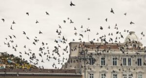 Volatek, solución contra las aves en tu edificio en Zaragoza