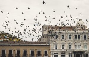 Volatek, solución contra las aves en tu edificio en Zaragoza