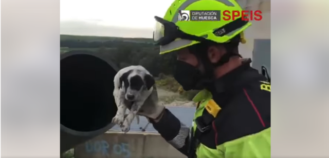 Rescate Cachorros Barbastro