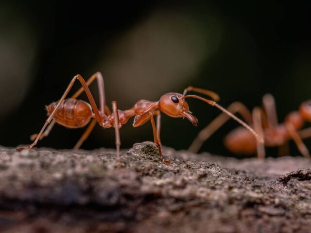 Las hormigas están presentes en todos los confines del planeta. iStock
