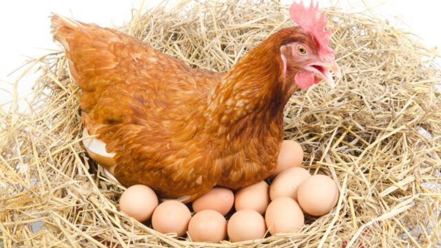crece el sector del huevo gallina ponedora