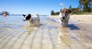 playas para perros en España dog-friendly