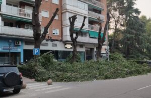 Tala salvaje de árboles en la calle Urano de Alcorcón