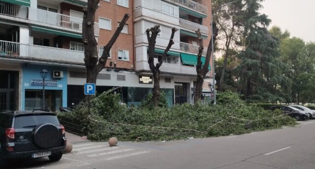 Tala salvaje de árboles en la calle Urano de Alcorcón