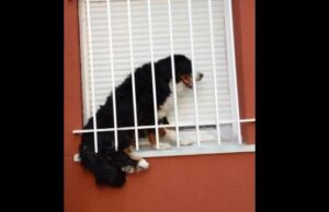 perro enrejado en Alcorcón maltrato animal