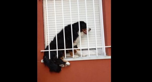 perro enrejado en Alcorcón maltrato animal