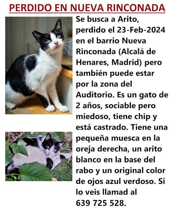 gato perdido en Alcalá