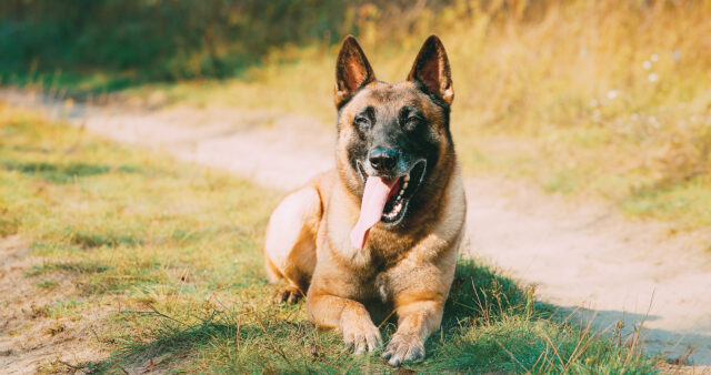 Palencia busca al mejor perro pastor belga