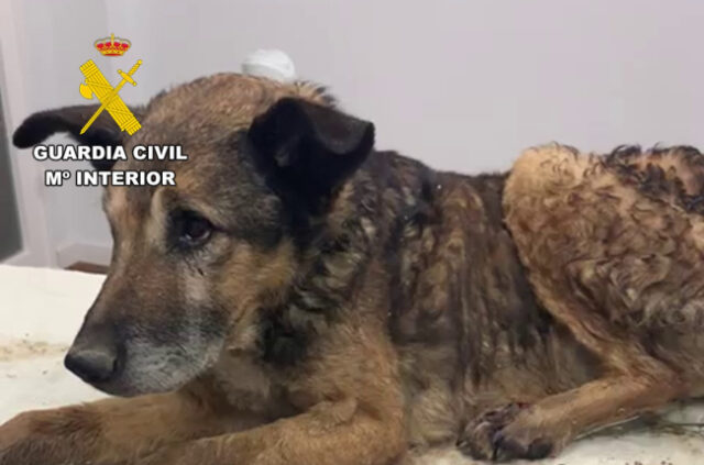 ÚLTIMA HORA | Deja morir a un perro en el río Esgueva abandonándolo
