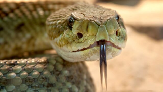 Aparece una serpiente de un metro en Avilés