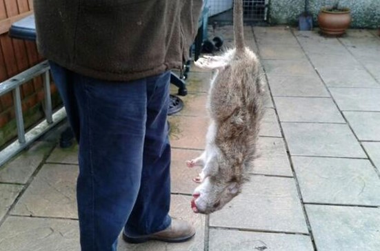 ratas grandes como perros en Ourense