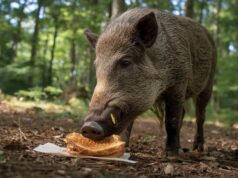 España entra en fase epidémica de gripe con presencia del virus H1N1