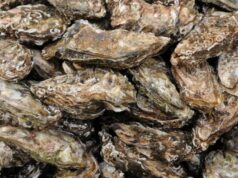 La acuicultura de ostras crece en ciudades y pone en valor el medio acuático