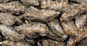 La acuicultura de ostras crece en ciudades y pone en valor el medio acuático