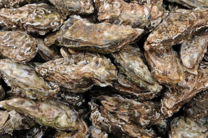 La acuicultura de ostras crece en ciudades y pone en valor el medio acuático