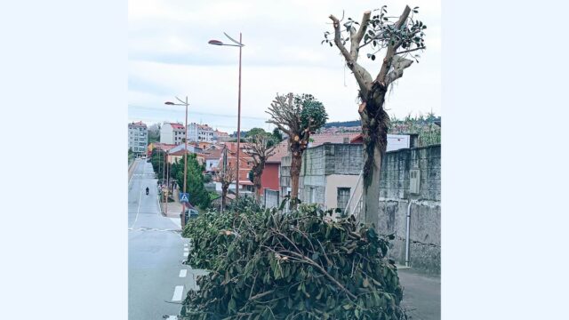 Vecinos denuncian arboricidio en Vigo