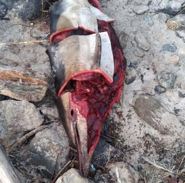 Aparecen muertos cinco delfines y una ballena en las Rías Baixas