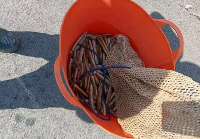 Decomisan más de nueve kilos de navajas en el puerto de Pontevedra