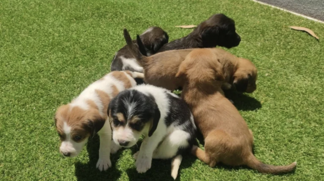 Rescatan una camada de cachorros abandonados en Moraña