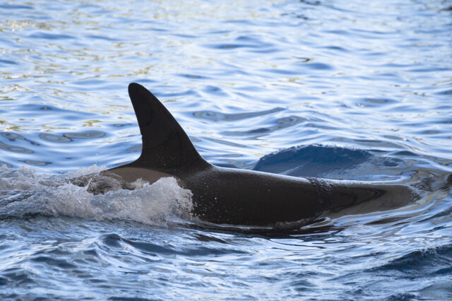 Las orcas se dejan ver por Galicia y causan el primer incidente del verano con un velero cerca de la isla de Sálvora