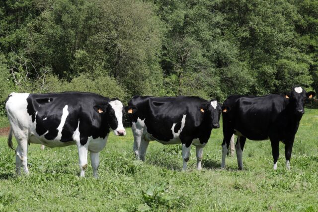 El ‘covid de las vacas’ arrasa Galicia