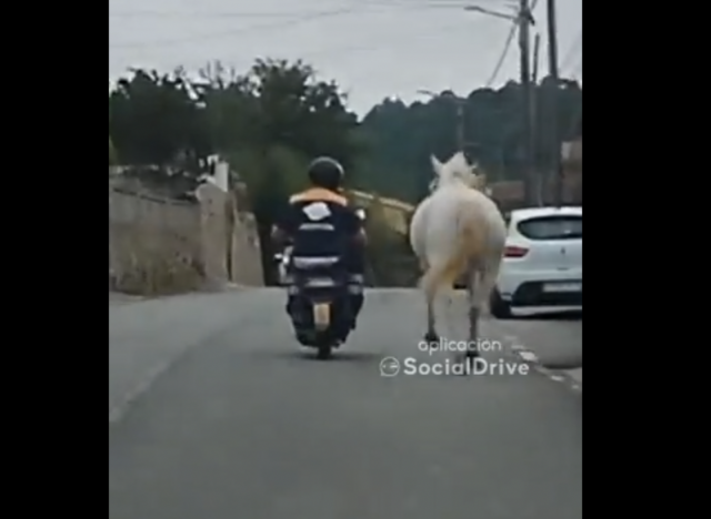 VÍDEO | Hombre en una motocicleta pasea a caballo en la carretera