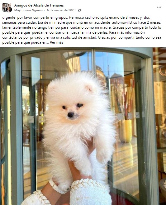 timo del cachorro en adopción en Facebook 2