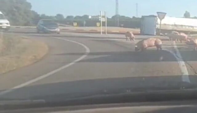 vuelva un camión de cerdos en La Bañeza