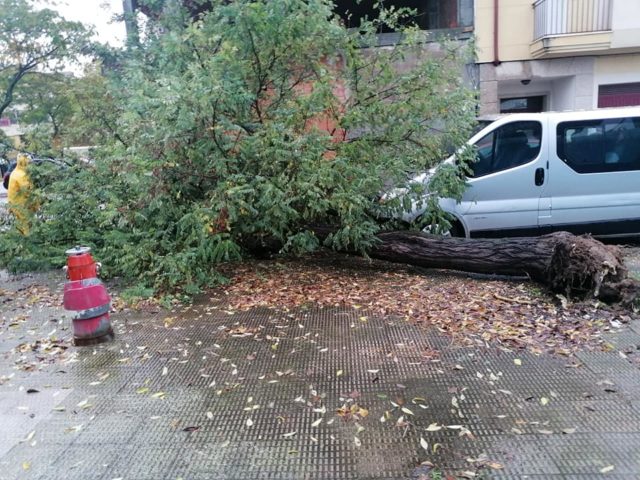 Un árbol caído junto al parking la Olivilla