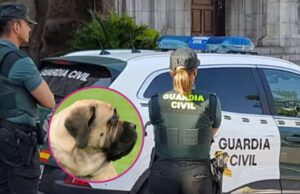 Guardia Civil captura al último perro involucrado en el fatal ataque en La Hiniesta, Zamora