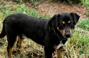 En busca uno de los perros que asesinaron terriblemente a una mujer en Zamora