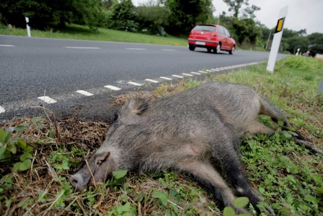 Más de 35.000 accidentes de tráfico con animales implicados en 2022, la mayoría jabalíes y corzos