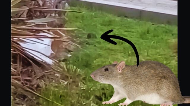 ratones en Alicante