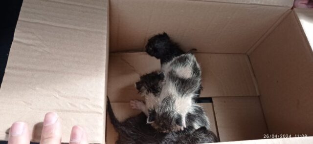 Policía de Ciudad Real realiza un rescate heroico: Gatitos salvados de cruel destino en contenedor de basura
