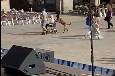 VÍDEO | Un perro pasea a su dueña en un carrito de bebé en medio de la Plaza Mayor